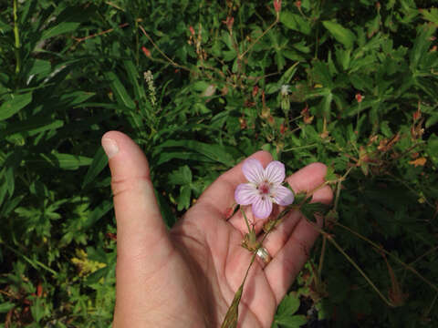 Imagem de Geranium richardsonii Fisch. & Trautv. ex Fisch., C. A. Mey. & Trautv.