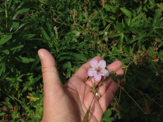 Image of Richardson's geranium