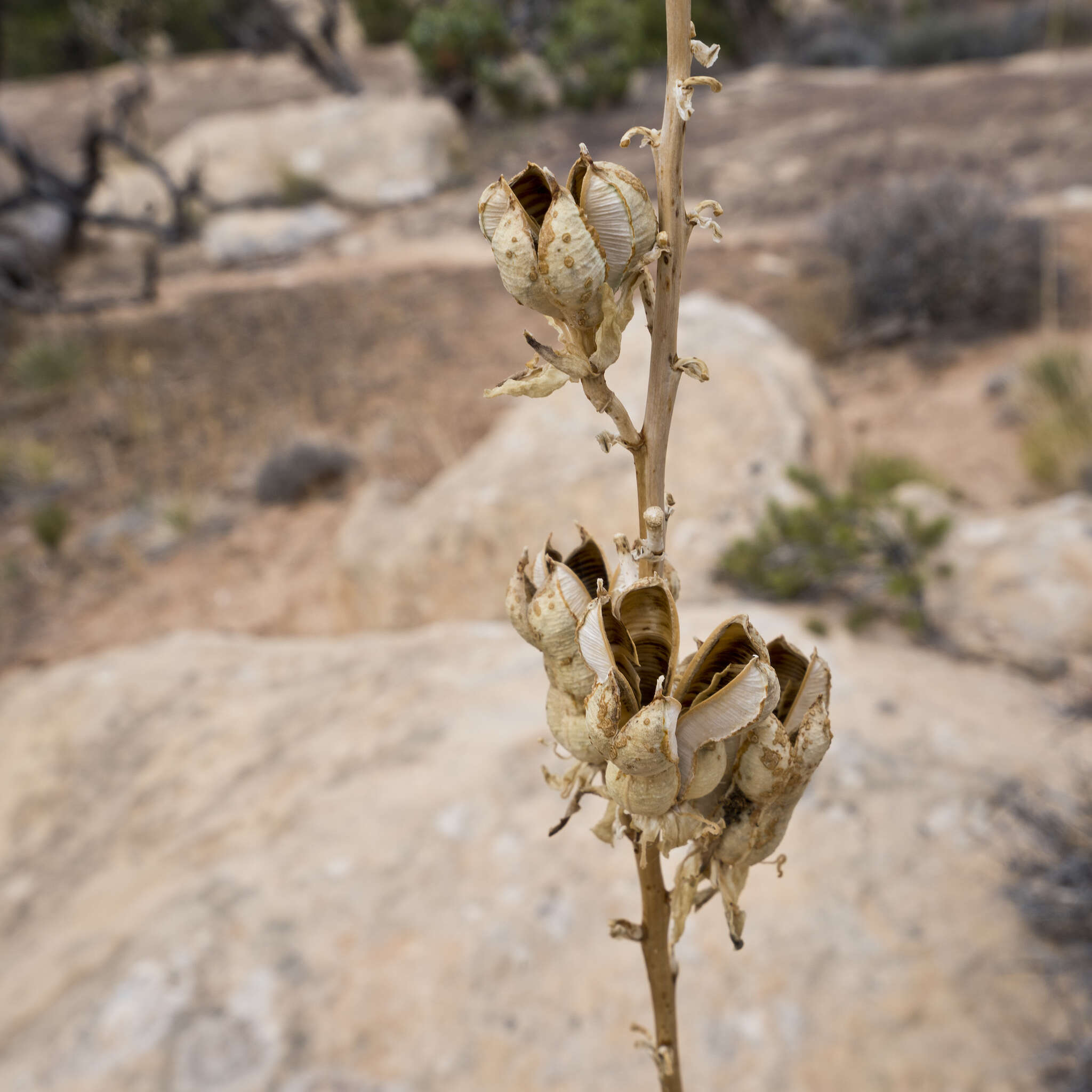 Image of Toft's yucca