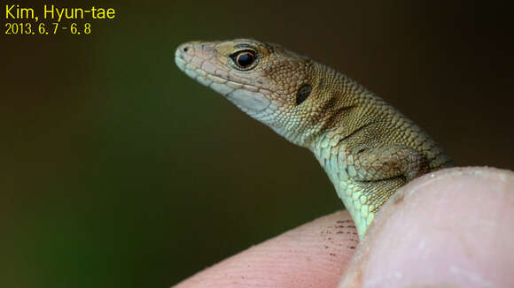 Image of Amur grass lizard