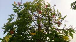 Image of flame bottletree