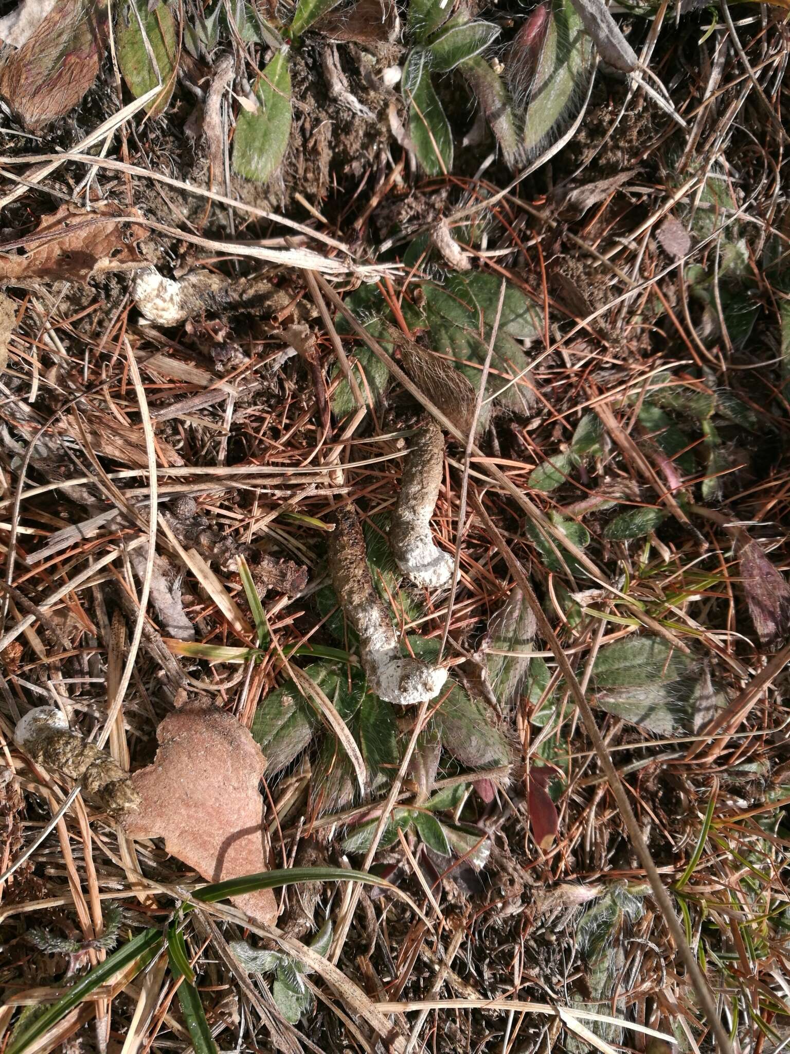 Image of Rock Partridge