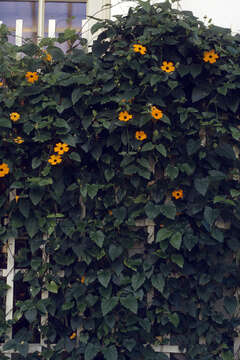 Image of blackeyed Susan vine