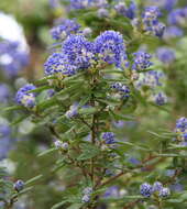 Image of wavyleaf ceanothus