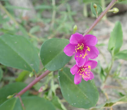 Image of flameflower