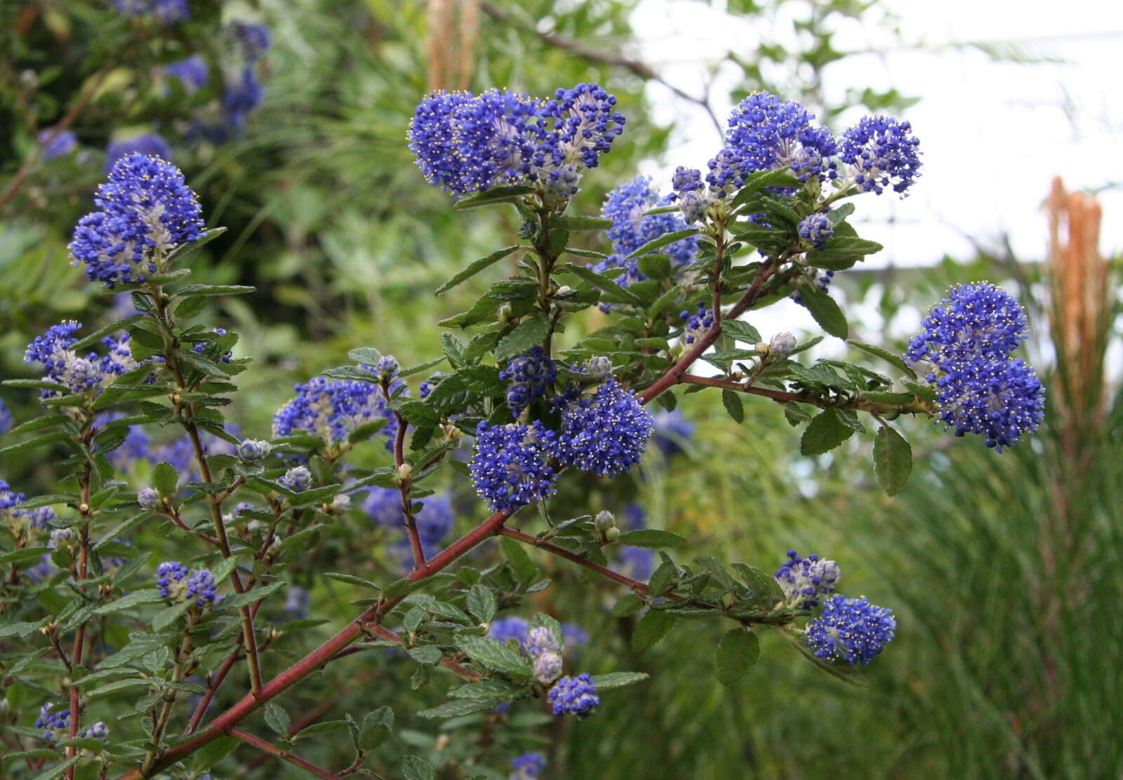 Image of wavyleaf ceanothus