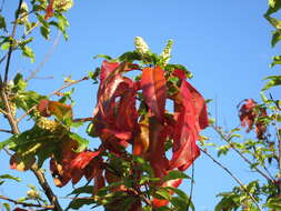 Image of Bird Cherry