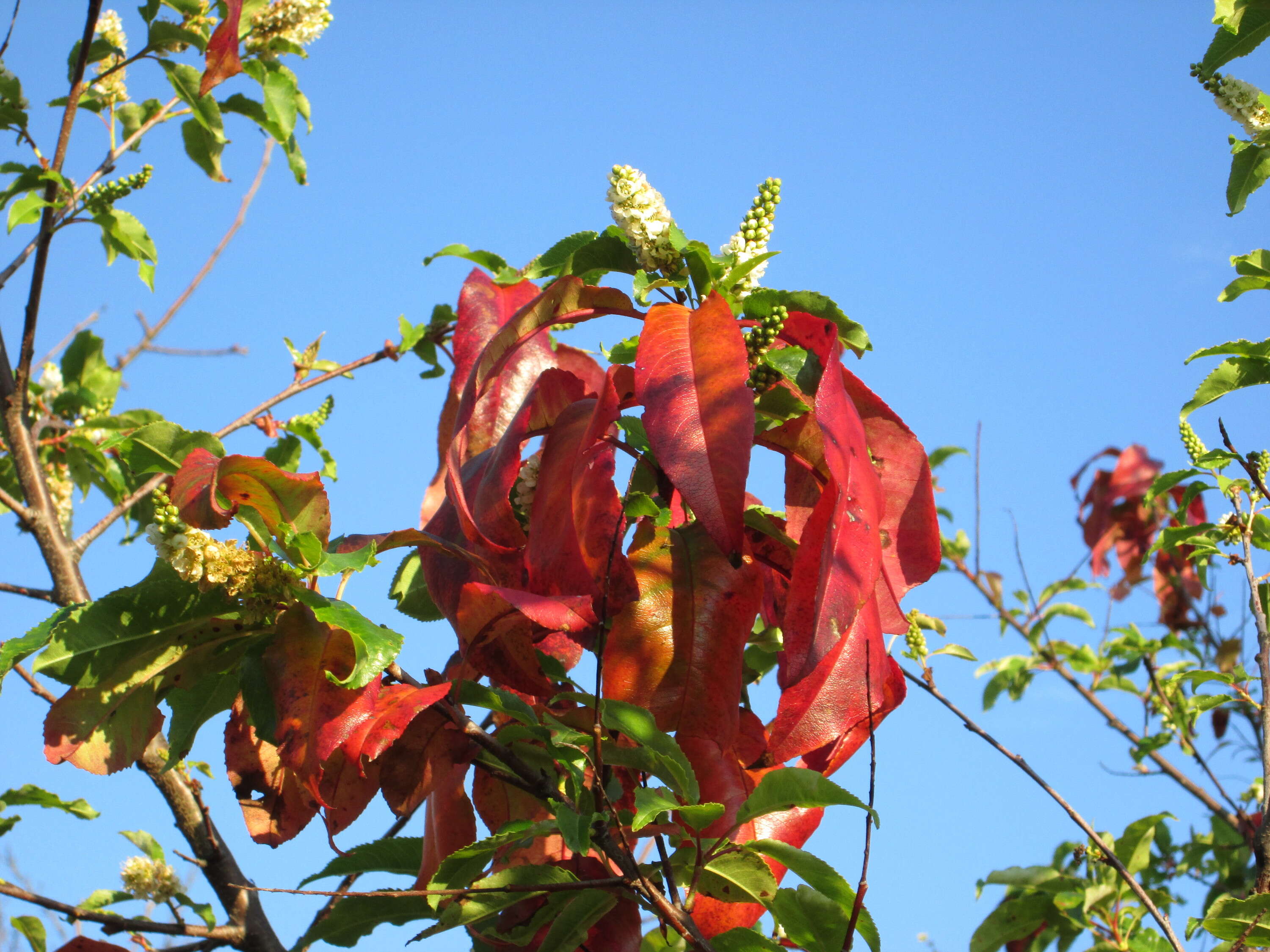 Prunus padus L. resmi