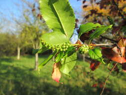 Image of Bird Cherry