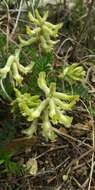 Sivun Astragalus crassicarpus var. trichocalyx (Nutt.) Barneby kuva