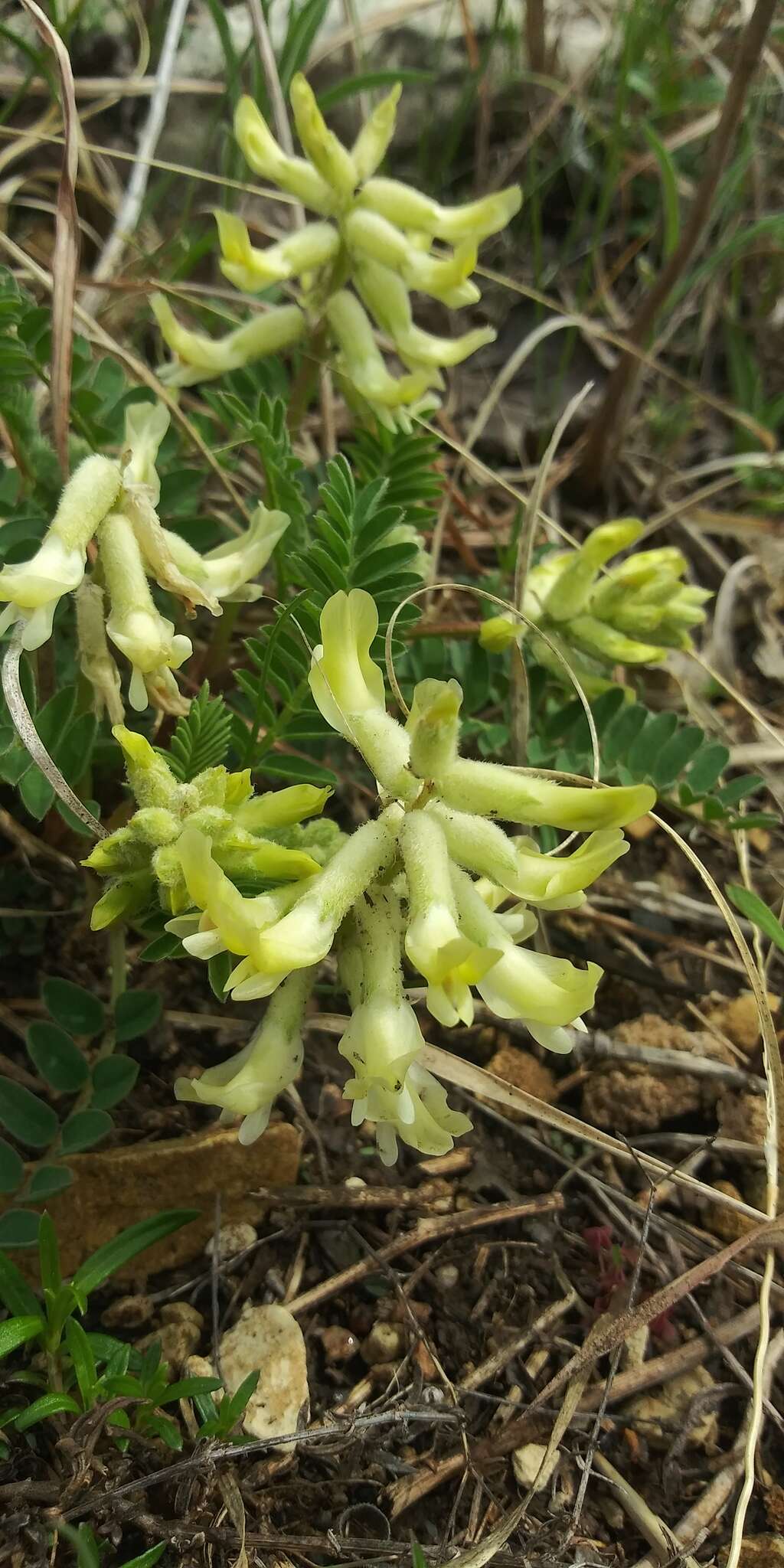 Sivun Astragalus crassicarpus var. trichocalyx (Nutt.) Barneby kuva