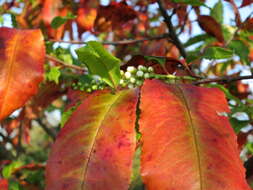 Imagem de Prunus padus L.