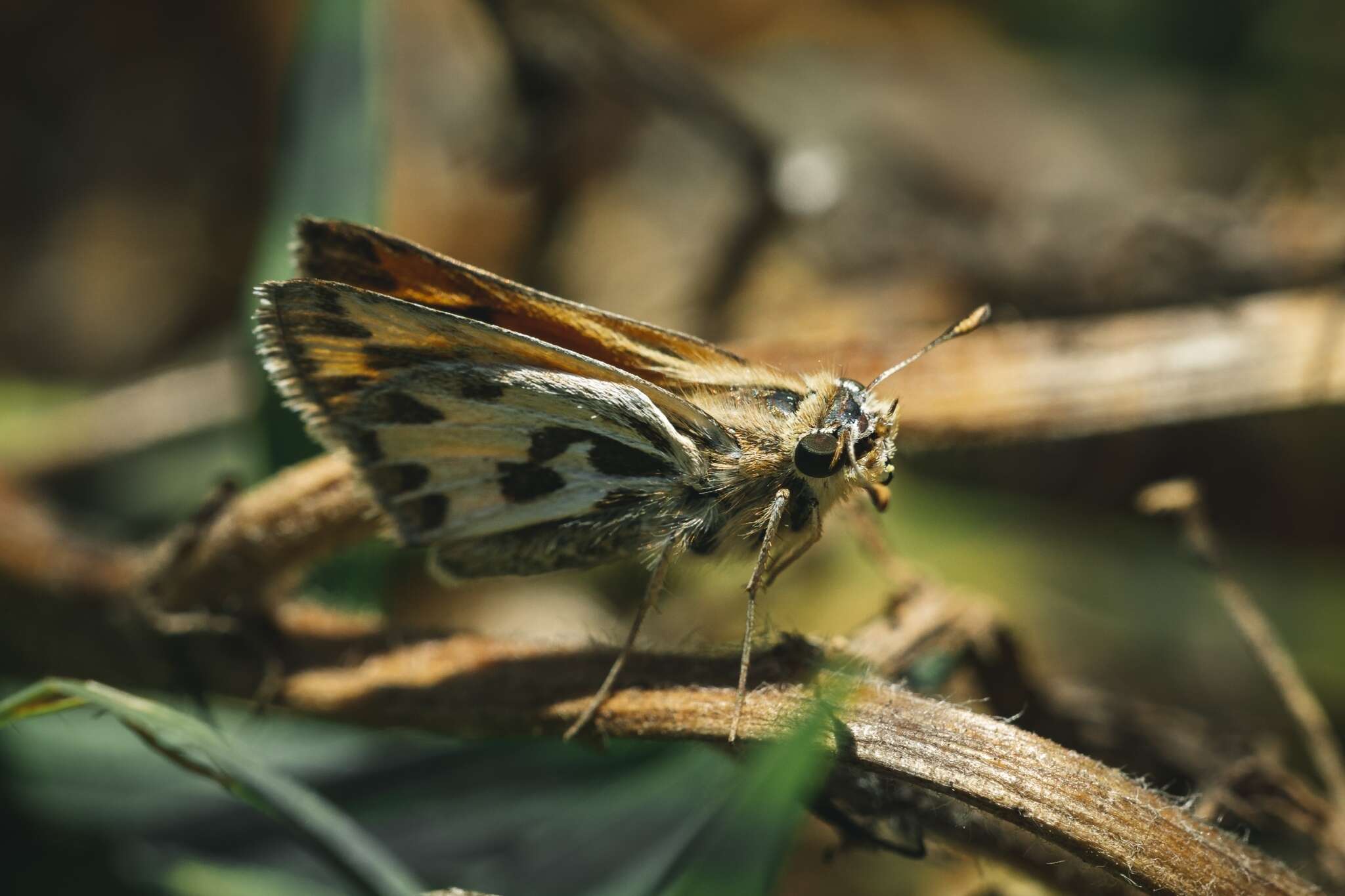 Image of Hylephila fasciolata Blanchard 1852