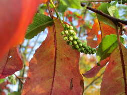 Image of Bird Cherry