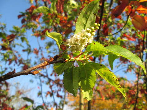 Image of Bird Cherry