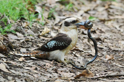 Image of Kookaburra