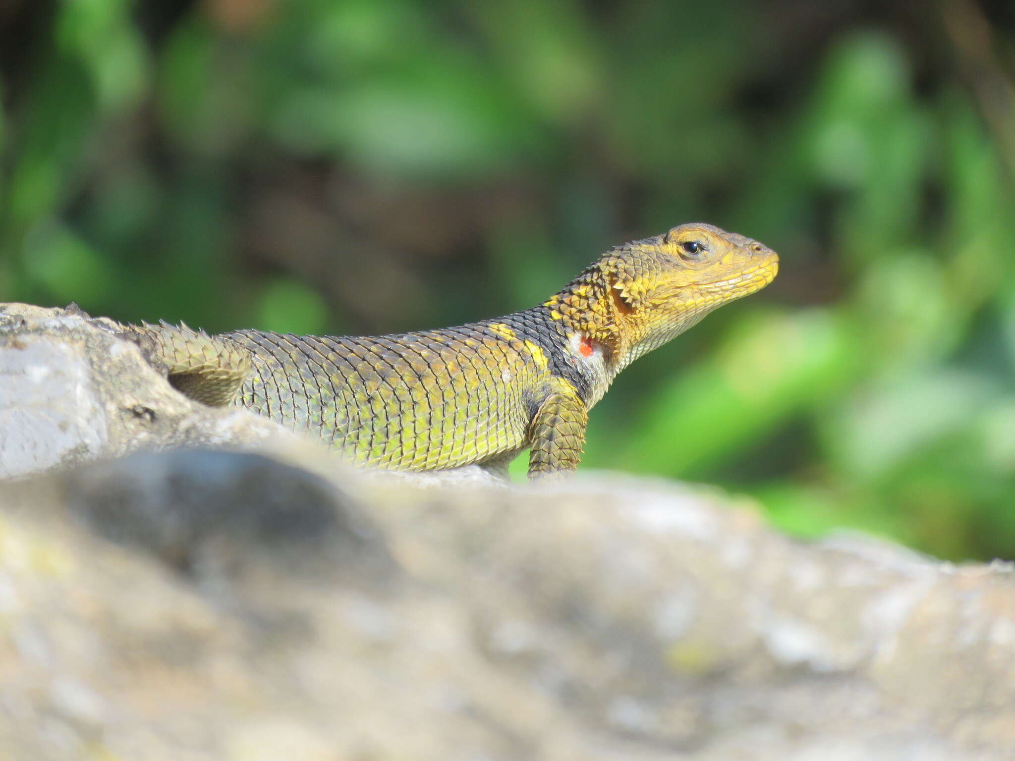 Image of Sceloporus oberon Smith & Brown 1941