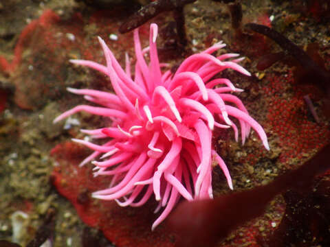 Image of Okenia rosacea (MacFarland 1905)