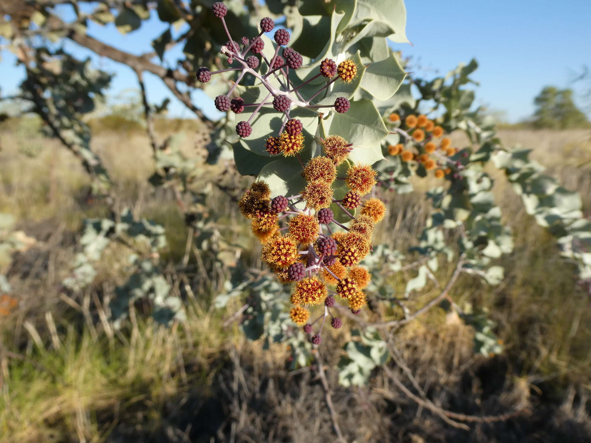 Image of Acacia inaequilatera Domin