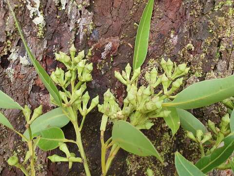 Imagem de Eucalyptus pellita F. Müll.