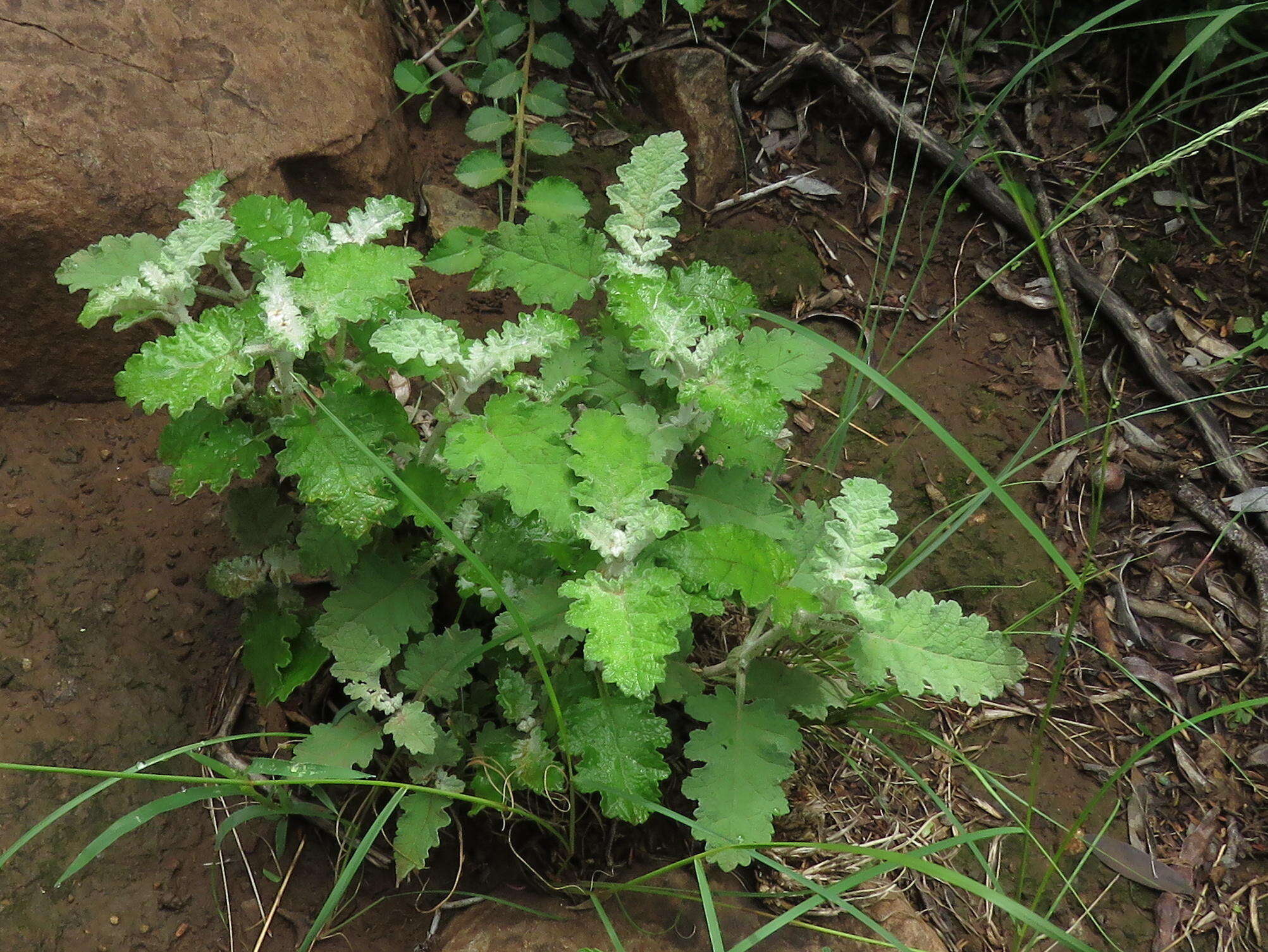 Imagem de Buddleja glomerata H. Wendl.