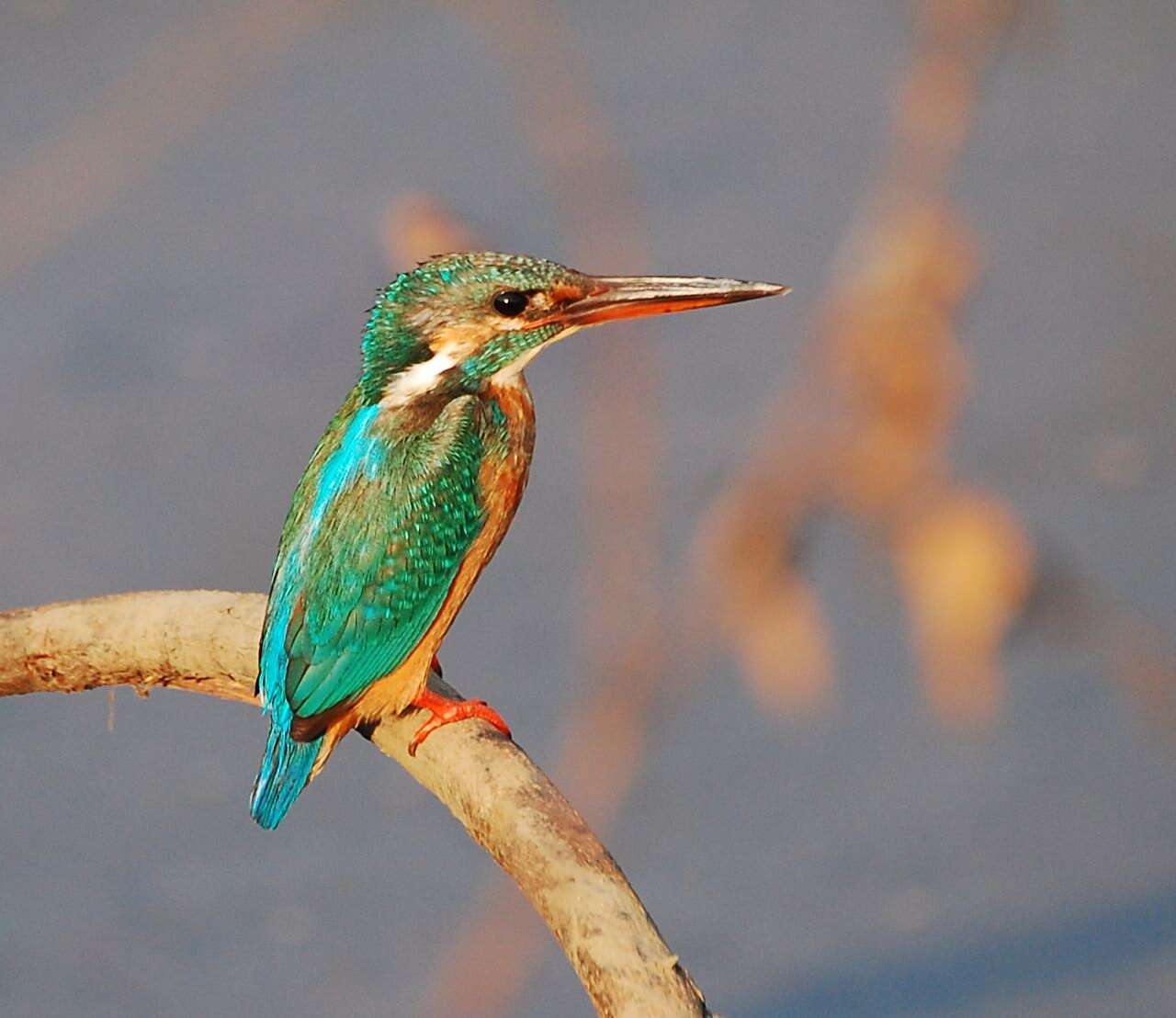 Image of Common Kingfisher