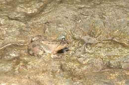 Image of Sulawesian Puddle Frog