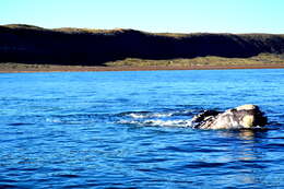 Image of Southern Right Whale