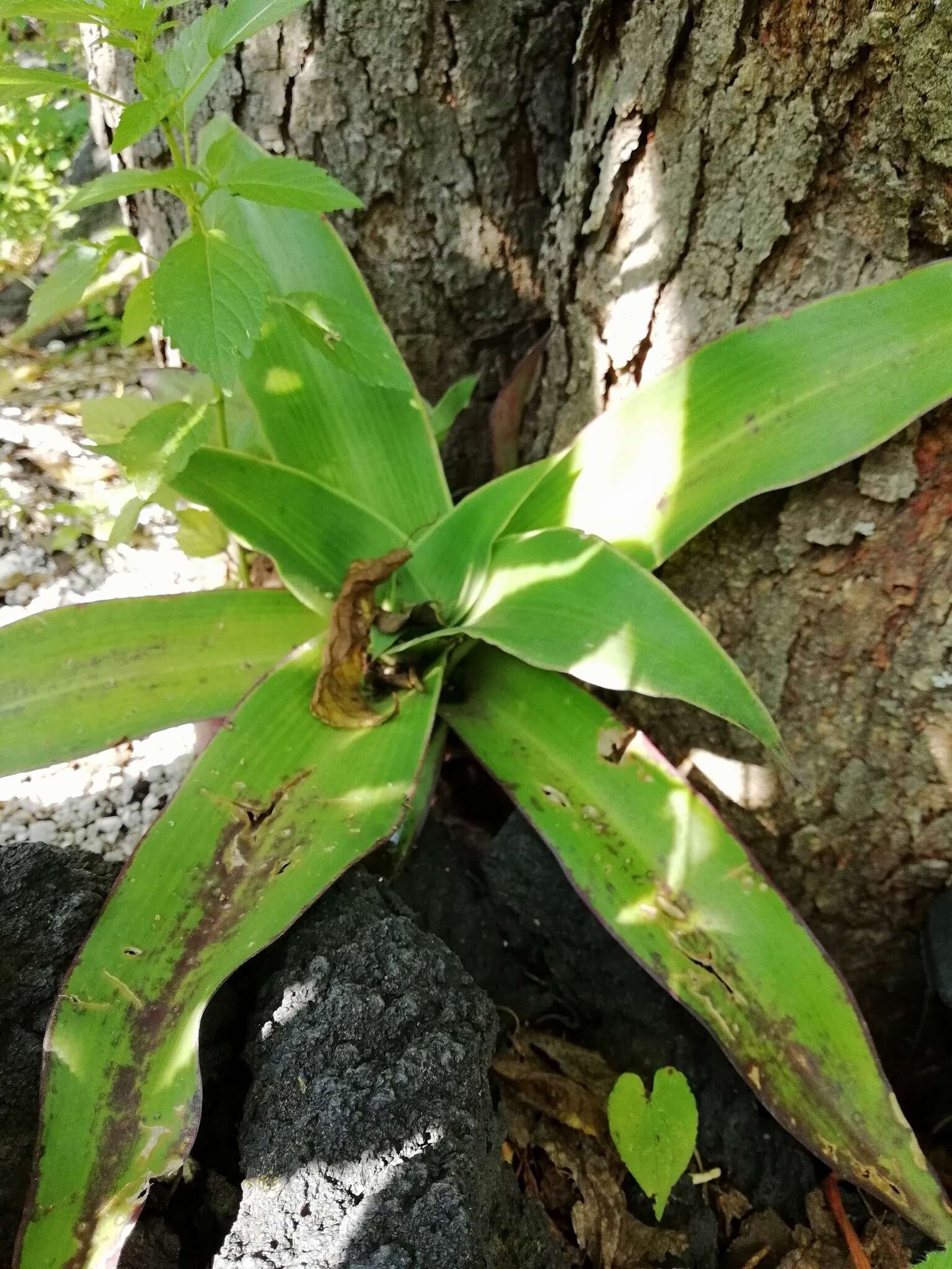 Image of basketplant