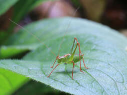 Image of speckled bush-cricket