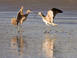 Image of Long-billed Curlew