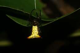 Image of Micrathena parallela (O. Pickard-Cambridge 1890)