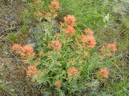 Image of acute Indian paintbrush