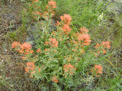 Image of acute Indian paintbrush