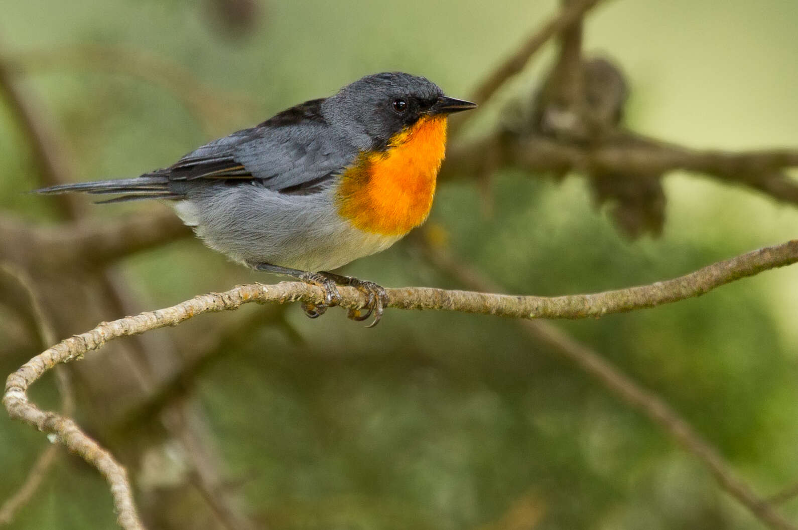 Oreothlypis gutturalis (Cabanis 1861) resmi