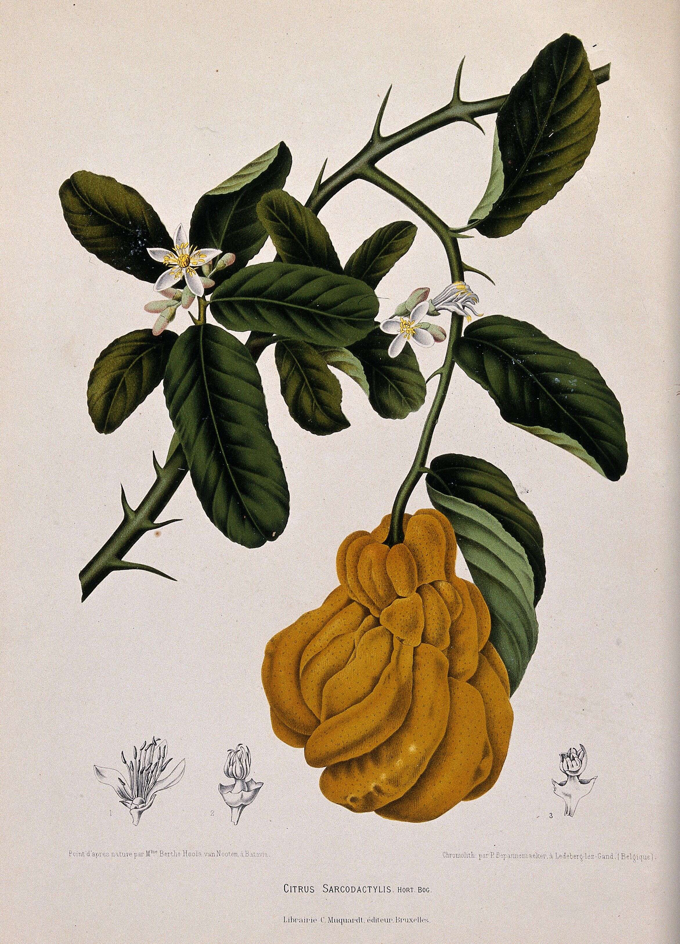 Image de Citrus medica var. sarcodactylis