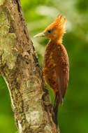 Image of Chestnut-colored Woodpecker