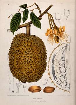 Image of durian