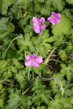 Image of <i>Geranium oxonianum</i>