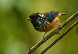 Image of Spangle-cheeked Tanager