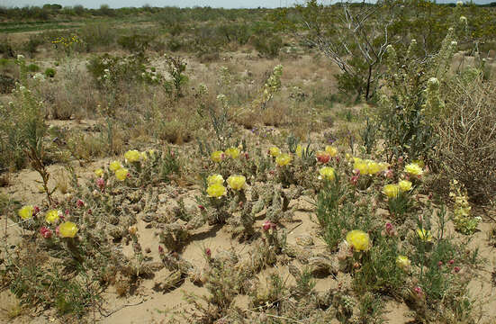 Imagem de Opuntia polyacantha Haw.