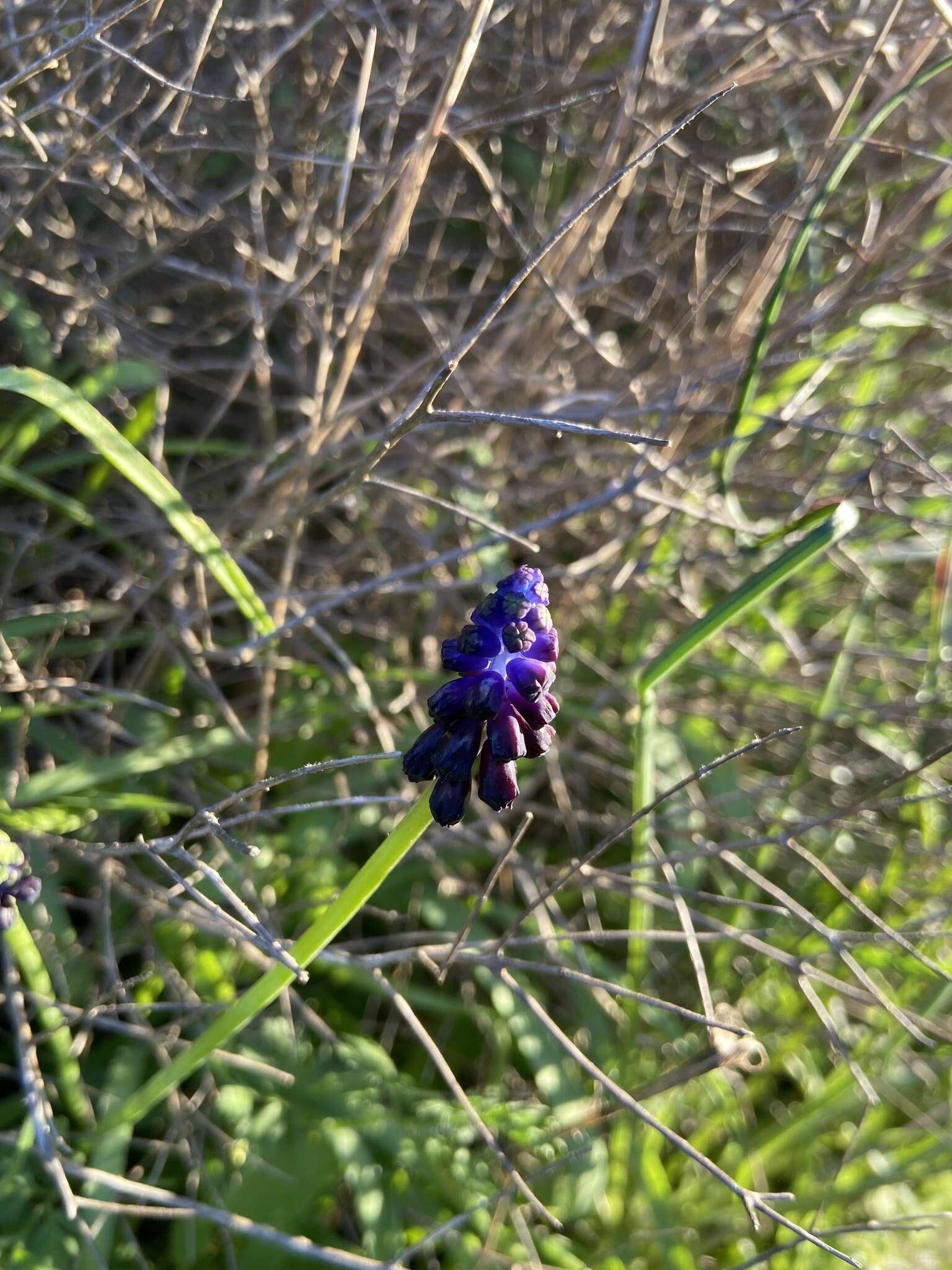 Image de Muscari commutatum Guss.