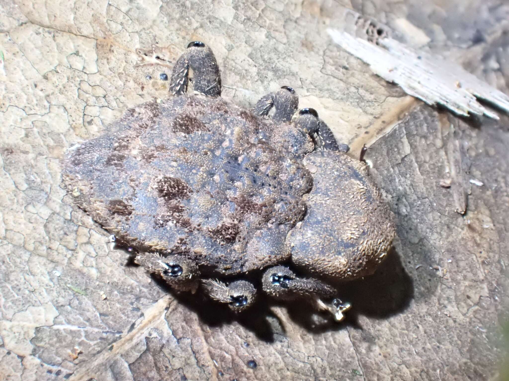 Image of Paleticus pedestris Pascoe 1870