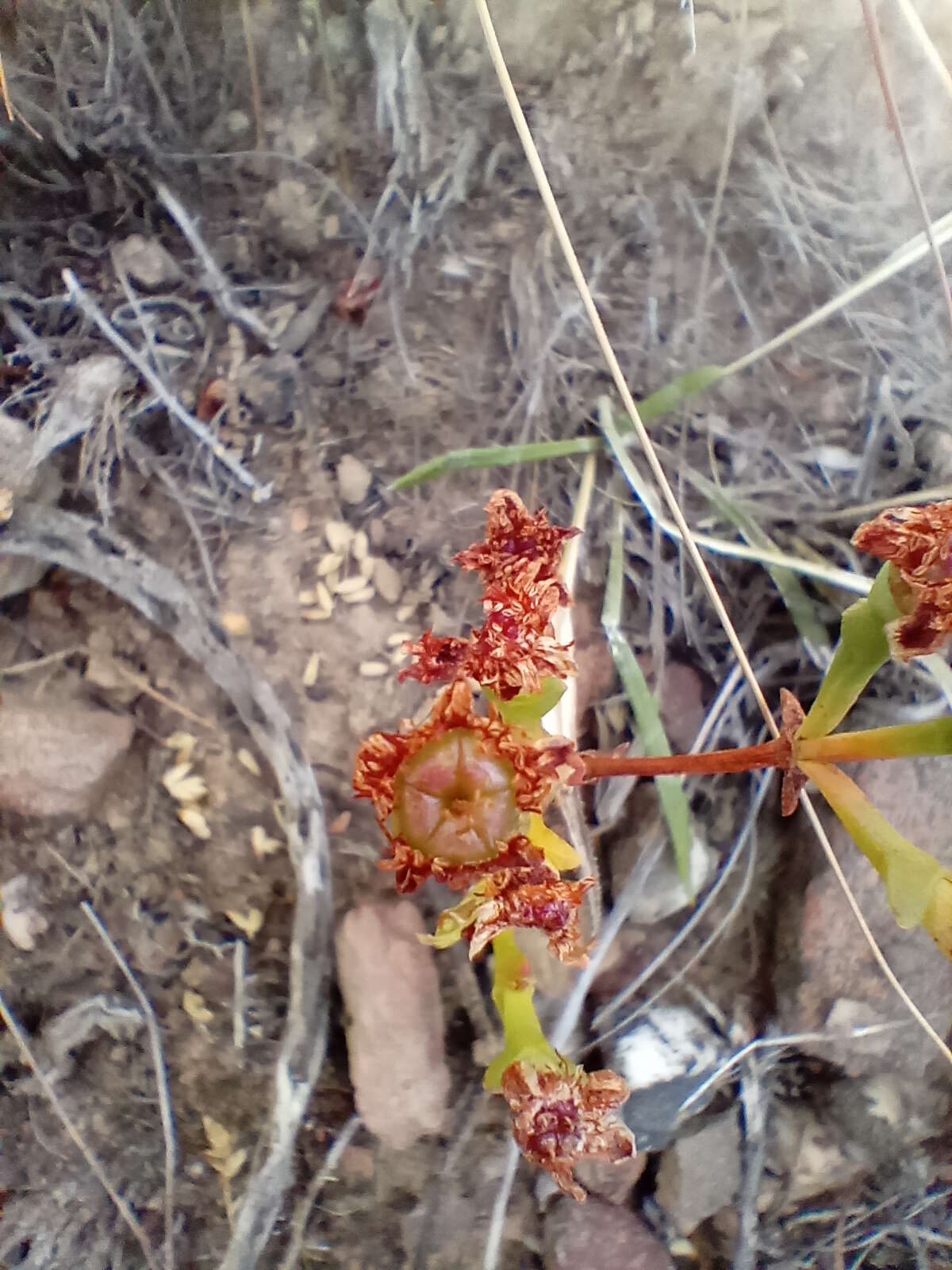 Imagem de Ruschia multiflora (Haw.) Schwant.