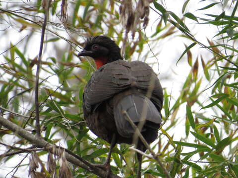 Image of Dusky-legged Guan