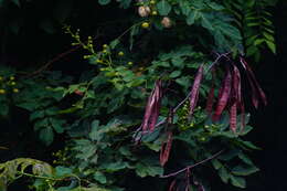 Plancia ëd Leucaena macrophylla Benth.