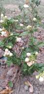 Image of Arabian jasmine