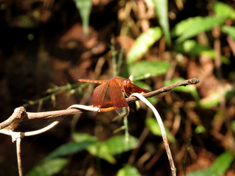 Image of Black Stream Glider