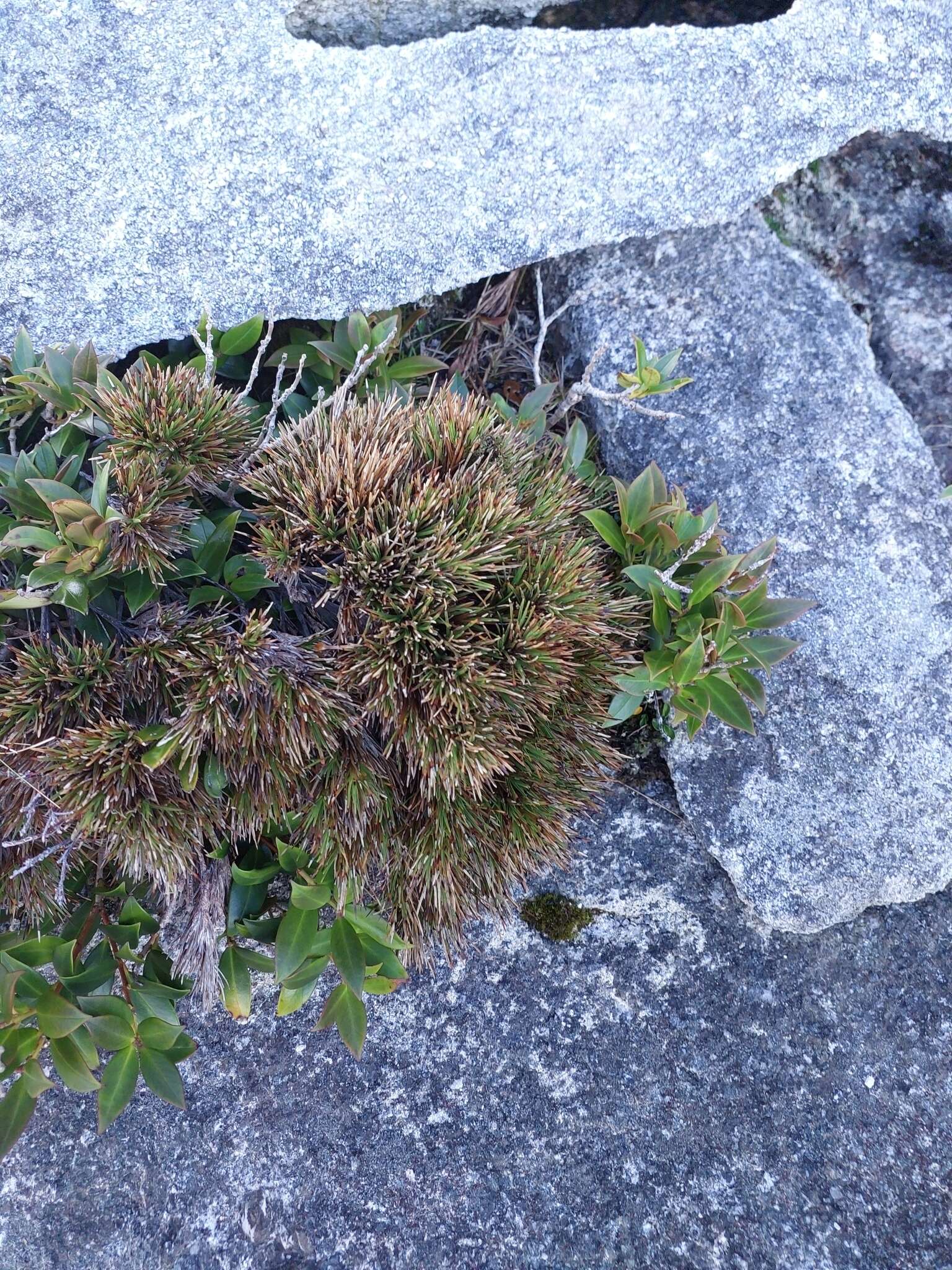 Image of Dracophyllum pearsonii T. Kirk