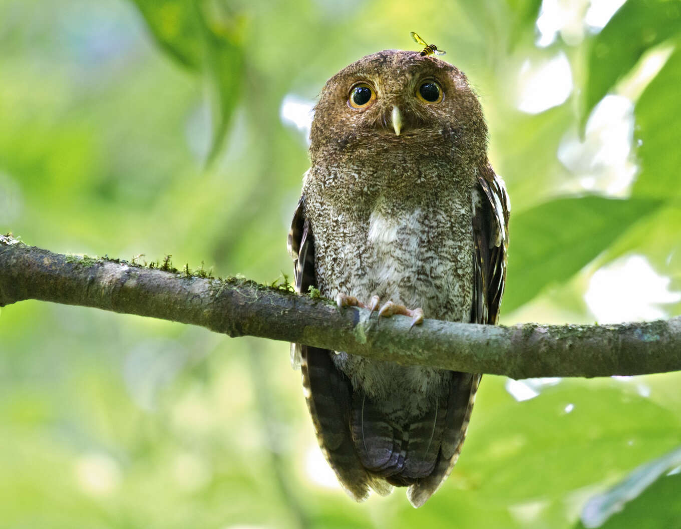 Image of Vermiculated Screech Owl